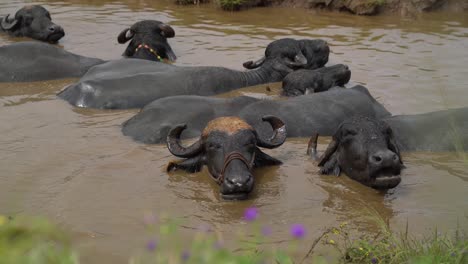 Herde-Von-Schwarzwasserbüffeln,-Die-Auf-Dem-Schlammigen-Wasser-Des-Flusses-Auf-Dem-Land-Kauen