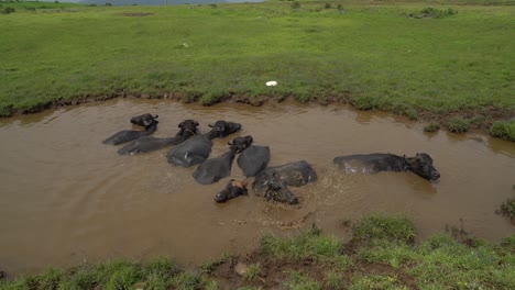 Buffalo-Se-Baña-En-Lodo-Para-Escapar-Del-Calor-Del-Verano-En-La-Granja