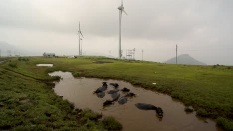 Wasserbüffel,-Die-Sich-Auf-Dem-Teich-Mit-Windkraftanlagen-Und-Nebligem-Himmel-Im-Hintergrund-Suhlen