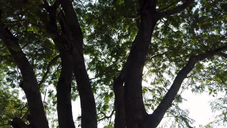 Dazzling-Sunlight-Passing-Through-Tree-Branches-And-Leaves-In-Summer