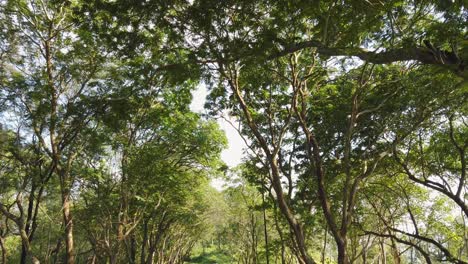 Looking-At-The-Trees-With-Green-Foliage-At-Summertime-In-Maharashtra,-India