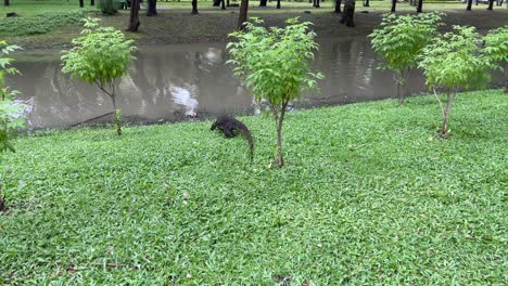 Monitor-lizard-on-the-grass-crawling-to-the-lake