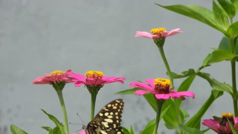 Schöner-0-Schmetterling-In-Blumen---Finden---Graben-