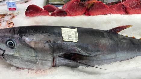 Fresh-big-tuna-fish-on-ice-at-a-seafood-market-in-Estepona,-Spain,-labels-show-fish-name-with-location-and-price,-4K-shot