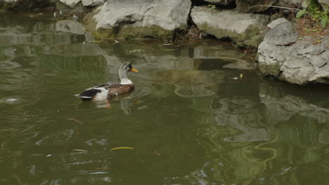 A-duck-swimming-in-a-lake-in-Shanghai,-China