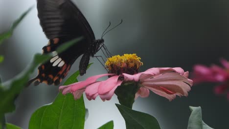 Hermosas-Mariposas---Flores---Negras