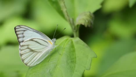 Butterfly-perched-on-green-leaves-in-the-wild-forest