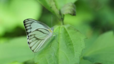 Weißer-Schmetterling,-Der-Auf-Blättern-Thront