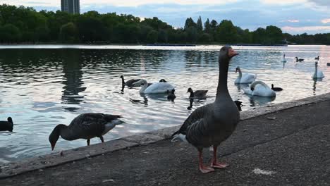 Goose-and-Swans-within-Hyde-Park-just-before-sunset