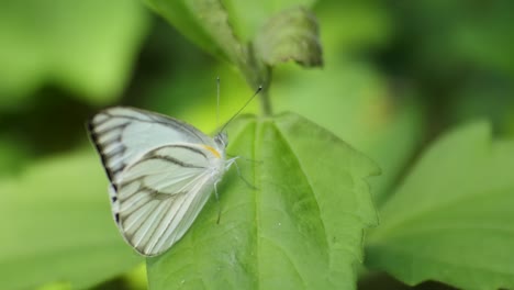 Schmetterling-Thront-Auf-Blättern-Im-Wilden-Wald