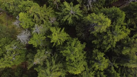 Perspectiva-De-Drones-De-Un-Bosque-Aleatorio-De-Europa-Del-Este