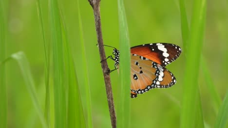 Hermosa-Hierba-De-Mariposa