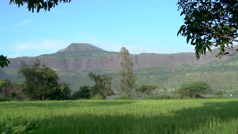 Unripe-Green-Rice-Fields-With-Mountain-Views-At-Daytime-In-Summer