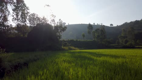 Vista-Panorámica-De-Los-Campos-De-Arroz-Verde-En-Maharashtra,-India