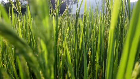 Sol-Brillando-Sobre-Los-Verdes-Campos-De-Arroz-Con-Rocío-Matutino