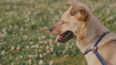 Close-up-of-a-dog-on-a-leash-in-the-park