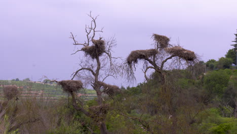 A-large-tree-with-many-branches-where-abandoned-stork-nests-remain-until-the-next-season