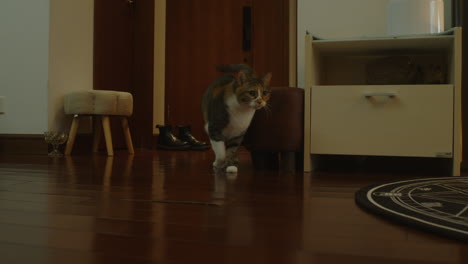 Un-Gato-Mascota-Caminando-Por-La-Sala-De-Estar