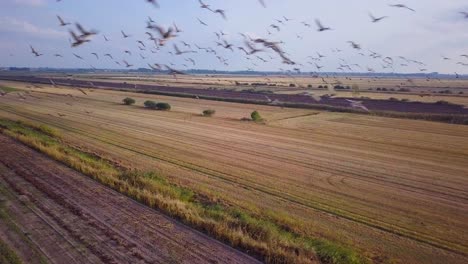 Aerial-view-of-a-large-flock-of-bean-goose-flying-in-the-air-over-the-agricultural-field,-sunny-autumn-day,-autumn-bird-migration,-wide-angle-drone-shot-moving-forward