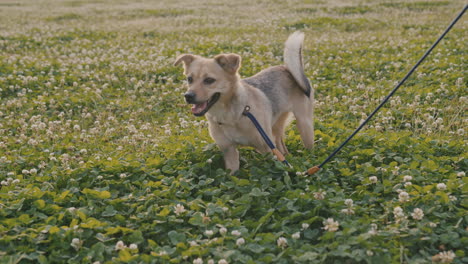 Un-Lindo-Perro-Jugando-En-El-Parque