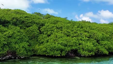 Gruppe-Von-Tölpelvögeln,-Die-Auf-Tropischer-Mangove-Fliegen,-Nationalpark-Los-Roques