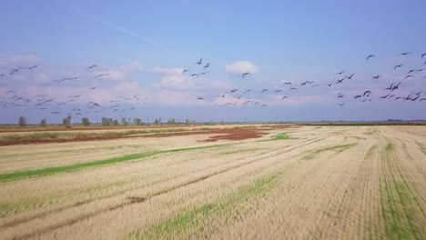 Aerial-view-of-a-large-flock-of-bean-goose-taking-up-in-the-air,-yellow-agricultural-field,-sunny-autumn-day,-autumn-bird-migration,-wide-angle-drone-shot-moving-forward