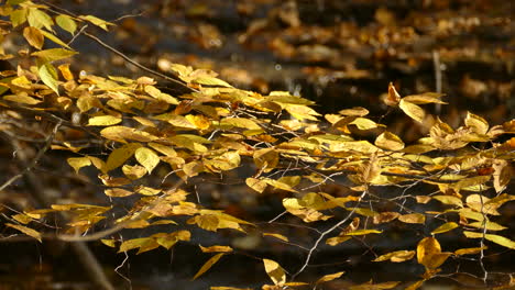 Leaves-moved-by-wind-breeze-and-behind-a-water-stream