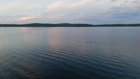 Drohnenvideo-Von-Seetauchern,-Die-Auf-Dem-Ontariosee-Schwimmen,-Wobei-Sich-Die-Wolken-Bei-Sonnenuntergang-Vom-Wasser-Spiegeln