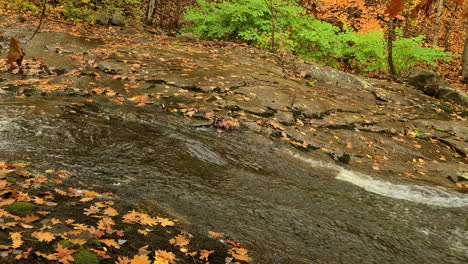 Stream-flowing-in-the-middle-of-a-forest-in-autumn
