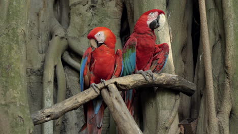 Two-Parrots-sitting-in-rainforest-in-tree-branch