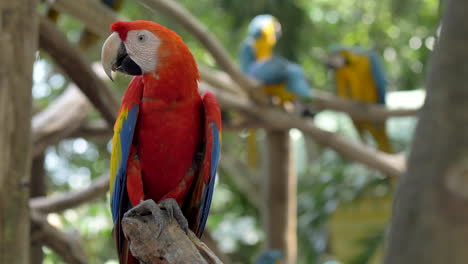 Loro-Guacamayo-Rojo-De-Pie