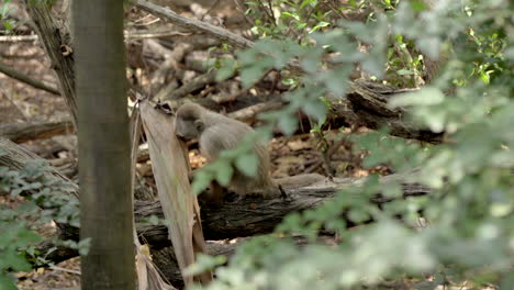 White-fronted-capuchin-getting-food-from-old-leaves