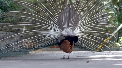 Peacock--tuning-in-parking-lot.-Low-angle-video