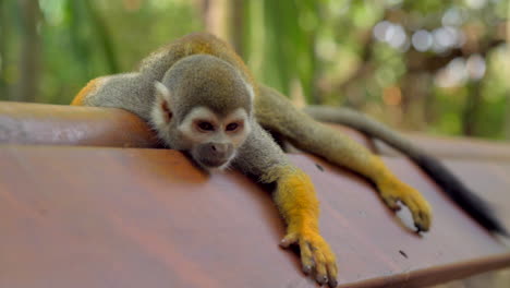 Close-up-on-Tired-Squirrel-Monkey