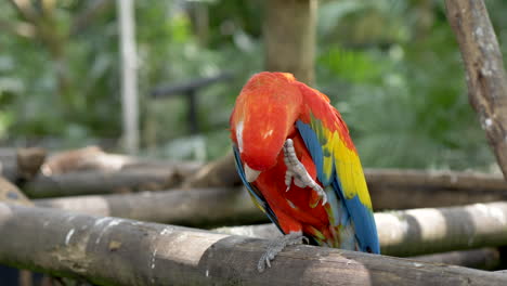 Red-Macaw-standing-on-wood-beam,-simple-head-scratch