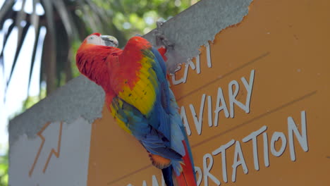 Loro-Guacamayo-Rojo-Colgando-De-Un-Viejo-Cartel