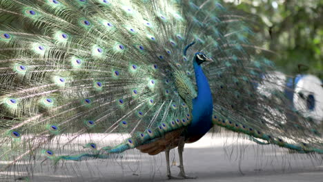 Close-up-of-peacock-Displaying-his-power