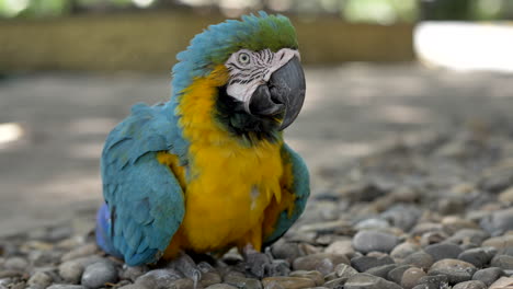 Blauer-Und-Goldener-Ara,-Der-Auf-Dem-Boden-Sitzt