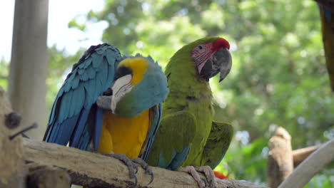 Blauer-Und-Goldener-Ara-Reinigungsflügel-Neben-Dem-Großen-Grünen-Ara