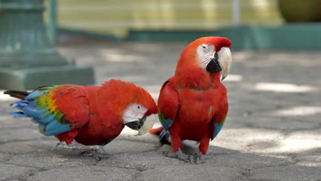 Dos-Loros-Guacamayos-Rojos-En-La-Calle