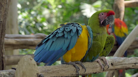 Blue-and-Gold-Macaw-parrot-cleaning-wing,-Great-Green-Macaw-next-to-it