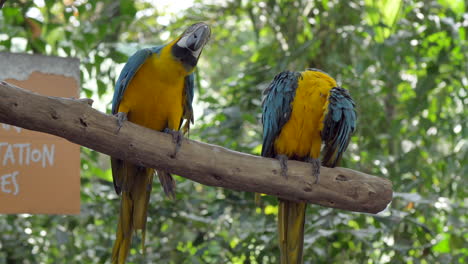 Blue-and-Yellow-Macaw-parrot-dancing