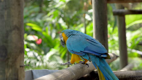 Blauer-Und-Goldener-Ara,-Der-Sich-In-Der-Nähe-Des-Essens-Umdreht