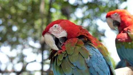 Primer-Plano-De-Loro-Guacamayo-Rojo