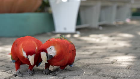 Two-macaw-parrots-showing-affection-on-streets-of-Central-America