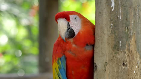 Slight-orbit-around-tired-Macaw-Parrot