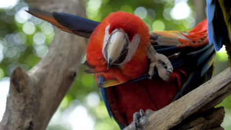 Close-up-of-parrot-stretching