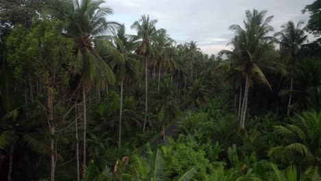 Luftaufnahme-Der-Tropischen-Palmenvegetation-Des-Tiefgrünen-Dschungelregenwaldes-Auf-Der-Insel-Bali,-Indonesien