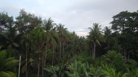 Drone-fly-above-deep-natural-green-jungle-palm-tree-vegetation-in-island-of-bali-indonesia-revealing-small-path