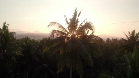 Antenne-Nahaufnahme-Von-Palme-Mit-Sonnenstrahl-Bei-Sonnenuntergang-Im-Tropischen-Regenwald-Bali-Inselparadies-Indonesien-Reiseziel